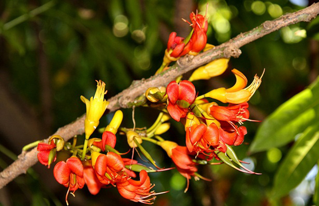 ಚಿಯರ್ಸ್... ದೇಬ್ರೇರೆಂ ಕರುಂ! 5 Carlo02