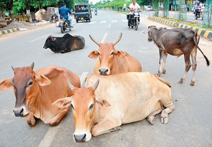 ಎಕ್ಯೆ ದೊರಿಯೆಚಿ ಕಾಣಿ 1 RB04