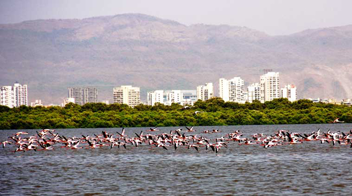 ಮುಂಬಂಯ್ತ್ ಫ್ಲೆಮಿಂಗೊ ಸುಕ್ಣಿಂ 4 Pip02