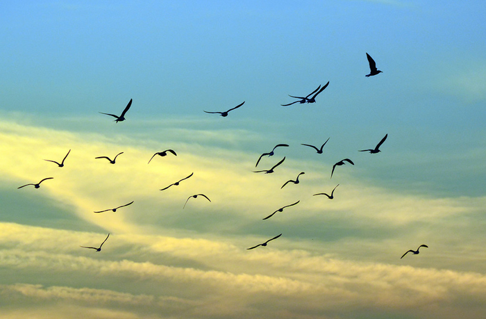 ಮುಂಬಂಯ್ತ್ ಫ್ಲೆಮಿಂಗೊ ಸುಕ್ಣಿಂ 1 Pip04