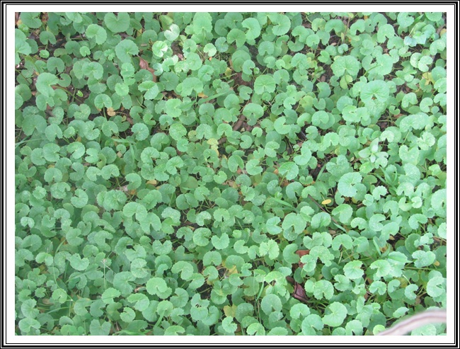 ತಣಾ ವರ್ಗಾಂತ್ಲೆಂ ದಾಯ್ಜ್, ಝಡ್ಪಾಲ್ಯಾಂ ಮಧ್ಲೊ ವಯ್ಜ್- ಕಾರಾಣೊ 1 VB01