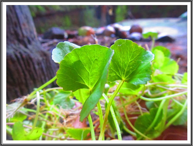 ತಣಾ ವರ್ಗಾಂತ್ಲೆಂ ದಾಯ್ಜ್, ಝಡ್ಪಾಲ್ಯಾಂ ಮಧ್ಲೊ ವಯ್ಜ್- ಕಾರಾಣೊ 7 VB04