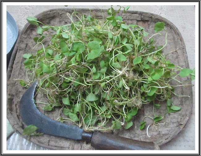 ತಣಾ ವರ್ಗಾಂತ್ಲೆಂ ದಾಯ್ಜ್, ಝಡ್ಪಾಲ್ಯಾಂ ಮಧ್ಲೊ ವಯ್ಜ್- ಕಾರಾಣೊ 8 VB05