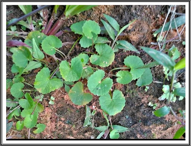 ತಣಾ ವರ್ಗಾಂತ್ಲೆಂ ದಾಯ್ಜ್, ಝಡ್ಪಾಲ್ಯಾಂ ಮಧ್ಲೊ ವಯ್ಜ್- ಕಾರಾಣೊ 4 VB06