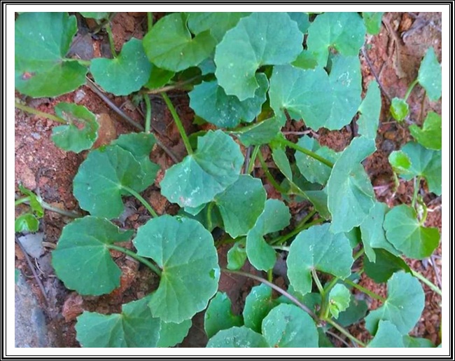 ತಣಾ ವರ್ಗಾಂತ್ಲೆಂ ದಾಯ್ಜ್, ಝಡ್ಪಾಲ್ಯಾಂ ಮಧ್ಲೊ ವಯ್ಜ್- ಕಾರಾಣೊ 2 VB07