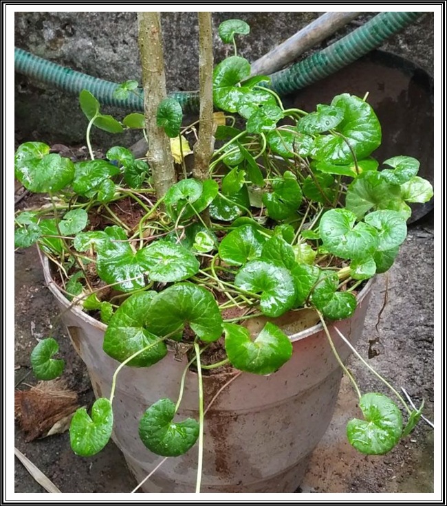 ತಣಾ ವರ್ಗಾಂತ್ಲೆಂ ದಾಯ್ಜ್, ಝಡ್ಪಾಲ್ಯಾಂ ಮಧ್ಲೊ ವಯ್ಜ್- ಕಾರಾಣೊ 6 VB08