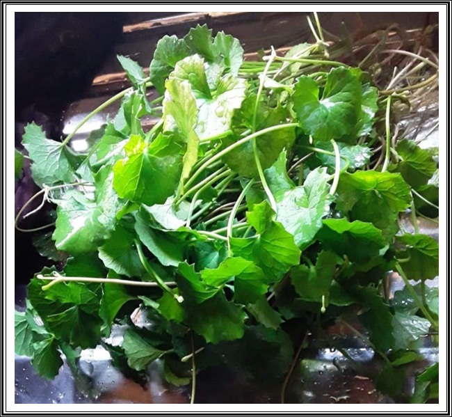 ತಣಾ ವರ್ಗಾಂತ್ಲೆಂ ದಾಯ್ಜ್, ಝಡ್ಪಾಲ್ಯಾಂ ಮಧ್ಲೊ ವಯ್ಜ್- ಕಾರಾಣೊ 9 VB09