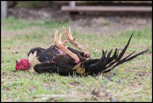 ಎಕ್ ಝುಜ್ ; ಚಾರ್ ಅವಸ್ವರ್ 1 CKS001